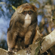 Illustration for article titled Adorable Bearded Monkeys Discovered in East Africa